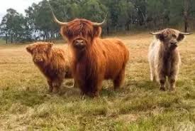 We will have pairs of pet steers for sale in october 2021. Should I Get A Miniature Scotland Cow As A Pet Quora