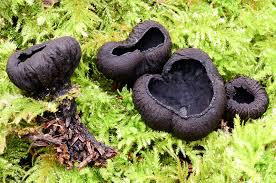 Image result for Pseudobromus engleri