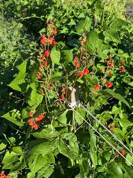 Image result for Phaseolus coccineus