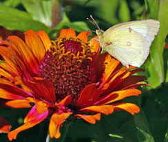 Zinnias are annual flowers that can be grown throughout north america. Create A Butterfly Garden Wisconsin Horticulture
