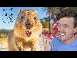 Quokkas Throw Their Babies At Predators To Defend Themselves Solved Quokka Hub Youtube Happy Animals Quokka Animals