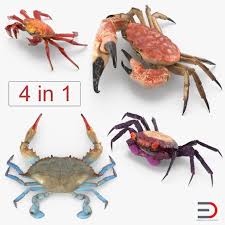 Crabs Collection 3d Model Ad Crabs Collection Model Crab 3d Model Model