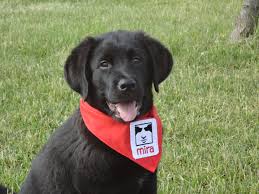 Famille d'accueil pour chien mira. Apres La Covid Des Refuges Anticipent Une Hausse Importante Du Nombre D Abandons La Nouvelle Union Et L Avenir De L Erable