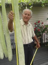 That curly thing on my arm is from the cucuzza plant which were sold to me in error. Couple S Back Yard Hanging Squash Went Crazy