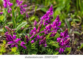 Image result for Polygalaceae