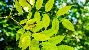 We'll check out some trees and talk about how to identify trees without looking at the leaves. How To Identify Trees A Simple Guide Woodland Trust