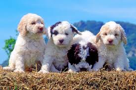 We welcome all who love the lagotto, from breeders to sports enthusiasts and pet owners. Lagotto Romagnolo Dog Breed Information And Characteristics Daily Paws