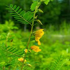 Image result for Chamaeclitandra