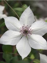 Suitable for growing through other mature hedges and shrubs, this clematis enjoys twirling along wires, growing up fences and along a trellis. Clematite Florida Pistachio Evirida Clematis Florida Le Jardin Du Pic Vert
