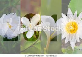 Use them in commercial designs under lifetime, perpetual & worldwide rights. Happy New Year 2017 In Flower Theme Naturally Beautiful Flowers In The Garden Canstock
