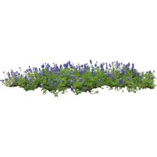 Flower Bed Liked On Polyvore Featuring Flowers Plants Nature Grass And Backgrounds Tree Photoshop Free Watercolor Flowers Landscape Architecture Graphics