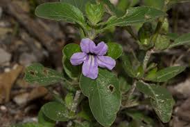 Image result for Ruellia patula
