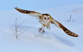 Variations in beaks and feet of some birds of prey. Schiess Barn Owls Gather Near Mud Lake East Idaho News