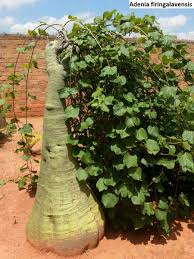 Image result for Adenia