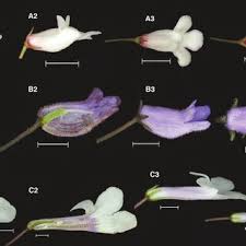 Image result for Streptocarpus glandulosissimus