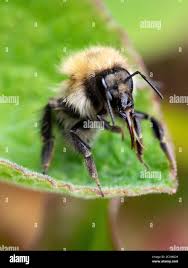 Image result for Bombus pascuorum