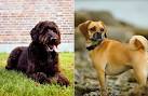 Designer dogs - list of designer dog breeds - info and ...