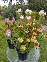 Growing Proteaflora Plants In Pot Potted Plants Outdoor Protea Plant Native Garden