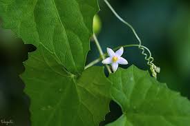 Image result for Zehneria