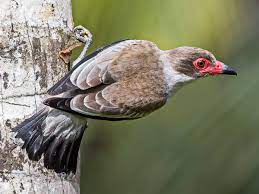 Masked Tityra Tityra Semifasciata By Andy Morffew Bird Animals Mask