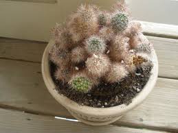 Find it either the shell of the snail is empty, or the snail's falling out and not responding to you so, you can judge the situation through the observing methods that have been described in said article. Save A Cactus Cactus Jungle