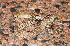 The sonoran's habitat ranges from west texas to southeastern california and mexico—more specifically the sonoran desert, from which the snake gets its name. Sonoran Gopher Snake Reptiles Amphibians And Fish Of The Kaibab National Forest Inaturalist