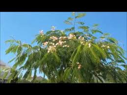 In #dalmatien ist es derzeit eher kühl alle 17 jahre schlüpfen im osten der usa billionen von #zikaden und machen einen ohrenbetäubenden lärm. Zikaden Zirpen Ç€ Zikaden Sound Ç€ Zikade Im Schlafbaum Kroatien Ç€ Naturgerausche Ohne Musik Hd Youtube