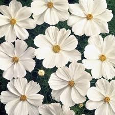 Cosmos Seeds 42 Top Cosmos Annual Flower Seeds Annual Flowers White Cosmo Cosmos Flowers