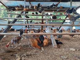 Keunggulan ayam kampung dibanding ayam negeri. Nilai Cara Menternak Ayam Kampung
