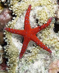 Seastar Beautiful Sea Creatures Ocean Creatures Starfish