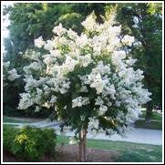 It is a bittersweet apple that has high tannins and mild acidity. Flowering Trees For Sale At The Lowest Prices At Ty Ty Nursery