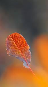 Wallpapers For Iphone X Hd Falling Leaf Iphone 6s Wallpapers Hd Wallpapers Wallpapersforiphon Flower Background Wallpaper Iphone 6s Wallpaper Fall Wallpaper