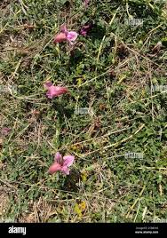 Image result for Dicerocaryum senecioides