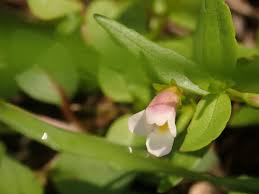 Image result for Vandellia subracemosa