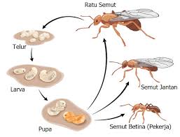 Gambar kartun semut lucu, gambar semut lucu, gambar semut hitam keren, gambar semut ireng, gambar semut png, gambar semut merah kartun, sketsa gambar semut, pola gambar semut animasi lebah lucu populer dan terlengkap top meme sumber 1001topmeme.blogspot.com. Daur Hidup Hewan Metamorfosis Sempurna Materi Kimia