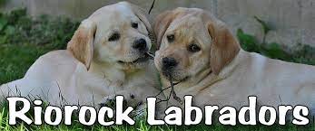 Teacup puppies for sale, teacup, tiny toy and miniature puppies for adoption and rescue from colorado, co. Riorock Labrador Retrievers Breeders New England New Hampshire East Coast Area Northeast Formerly Colorado Blac Labrador Breeders Labrador Yellow Lab Puppies