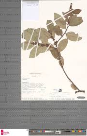 Image result for Adenodolichos punctatus