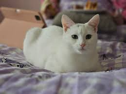 Oh that tail 😍 I wouldn't be able to leave that alone, I'd constantly be  wanting to stroke it and making puss angry 😂🐈‍⬛💛