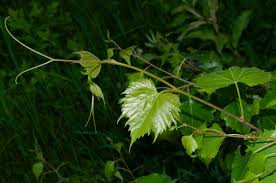 Image result for Vitis