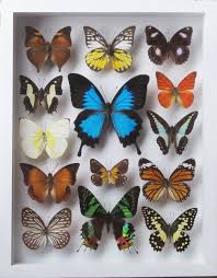 Real butterfly specimen specimens paperweight paperweights collection display (3x3x0.6) 4.5 out of 5 stars. Collectibles Luxury Style Real 14 Mix Beautiful Butterfly With Ulysse In White Frame Display Cocos Com De