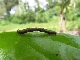 Check spelling or type a new query. How To Get Rid Of Garden Pests Without Chemicals Greener Ideal