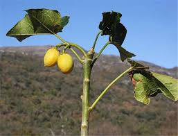 Image result for Jatropha scaposa