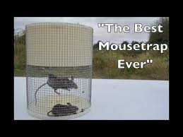Pin On Pest Control