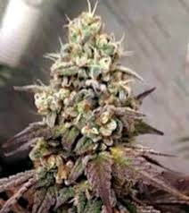 There's plenty to like here, but seedsman wins the category for an extensive selection. Buy Cannabis Marijuana Seeds Over 2 500 Weed Varieties