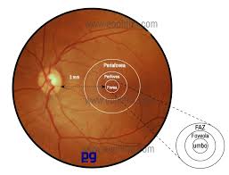 Image result for Retinal Anatomy