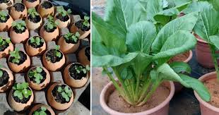 Cara menanam sawi di polybag sangatlah mudah. Semai Sawi Dalam Telur Kurangkan Risiko Tanaman Mati Impiana