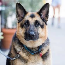 We serve the midwest region of the united states including indiana, michigan and ohio with our amazing gsd puppies. Griffin German Shepherd 8 Y O 6th King St New York Ny He S A Retired Seeing Eye Dog If Someone Looks At Him Admir Dogs Feral Cats Adoption Stories