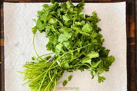 Check spelling or type a new query. How To Store Cilantro Buy Clean Cut Use Spice Cravings