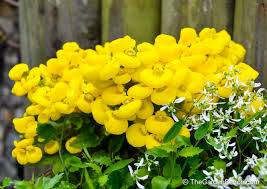 Image result for Calceolariaceae