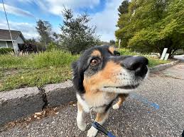 Yesterday was quite the agenda and pretty gorgeous out once the clouds  parted. We had a full lineup beginning with my adorable staycationer pack  Sierra, Daisy and @yosemite.theyellowlabrador Daisy killed another lambchop